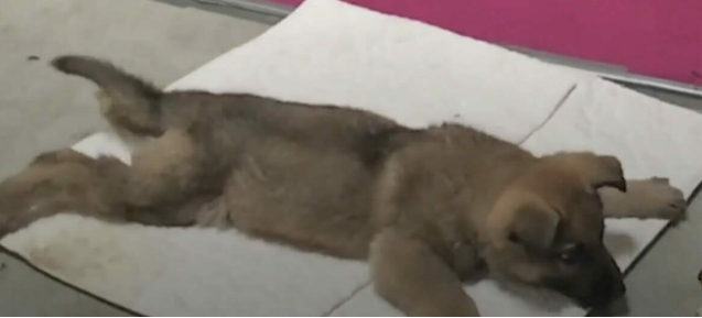 Veterinario sentencia a muerte a la cachorra y toma la aguja – pero es salvada en el ultimo segundo